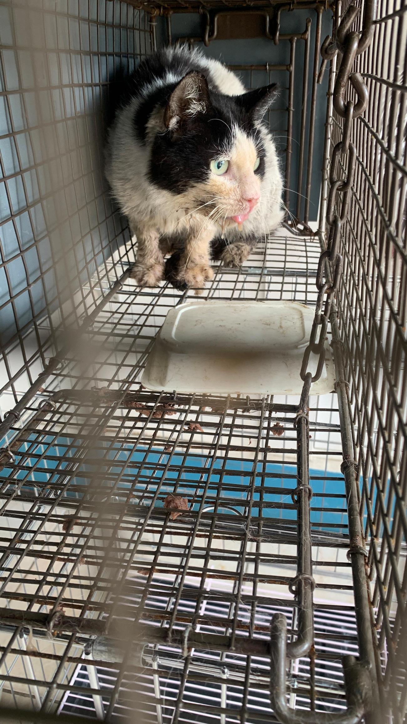 보호중 한국 고양이…